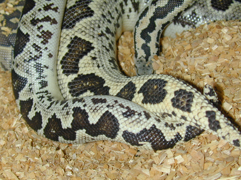Conicus mating April04