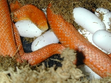 Hypomelanistic Everglades ratsnake
