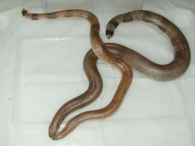 Johnii persicus