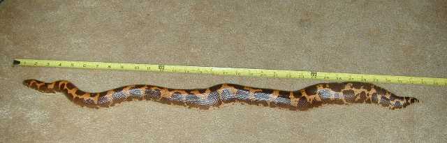 Giant Kenyan
