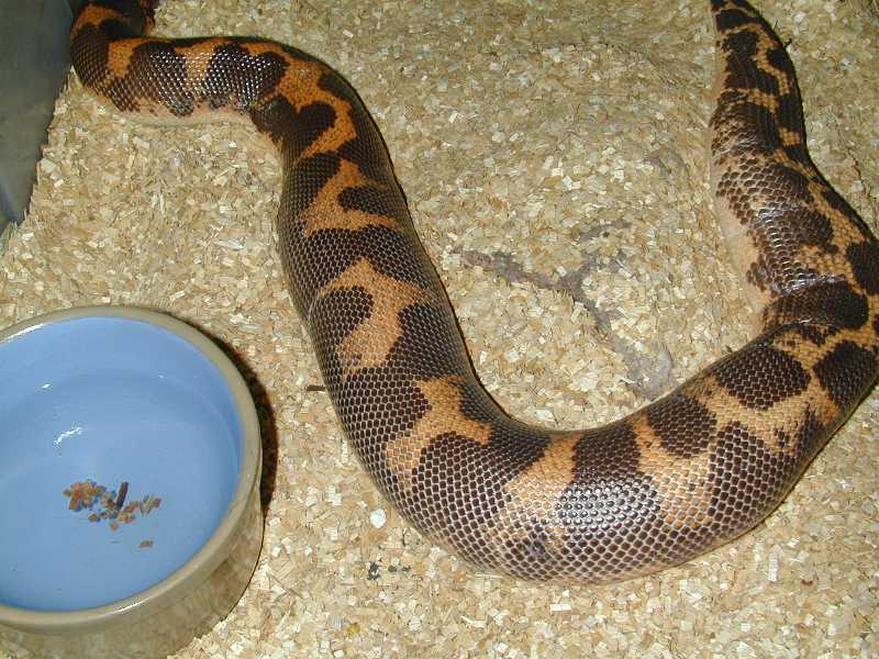 Ovulating Kenyan