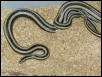 Mexican Rosies mating
