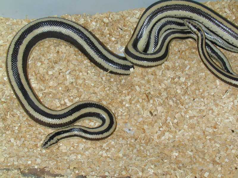 Mexican Rosies mating