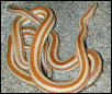 Bay of LA Rosy Boas
