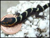 Oedura castelnaui hatchling