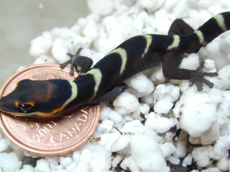 Oedura castelnaui hatchling