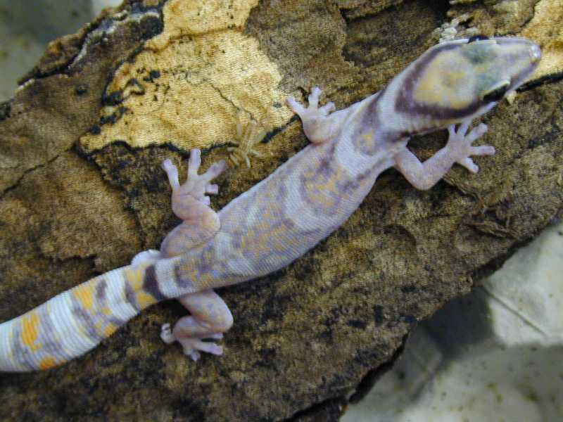 Oedura male