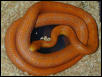 Everglades Hypo