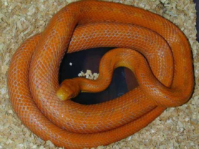 Everglades Hypo
