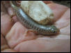 Captive born Schneideri