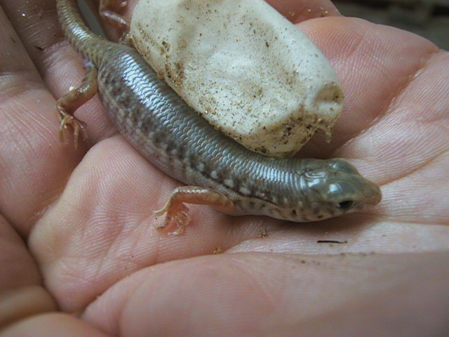 Captive born Schneideri