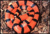 tangerine male