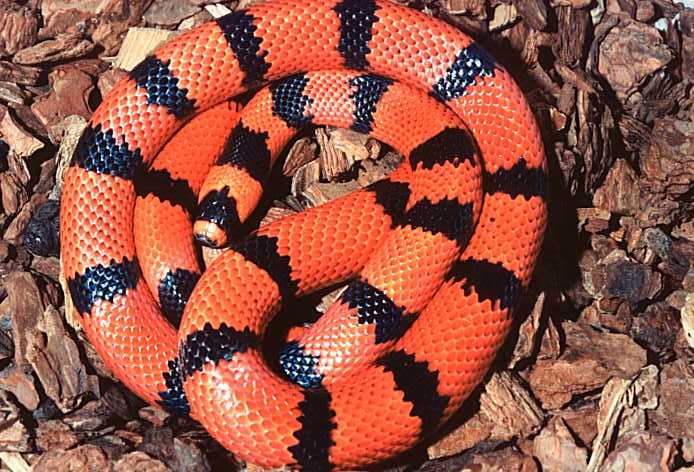 tangerine male