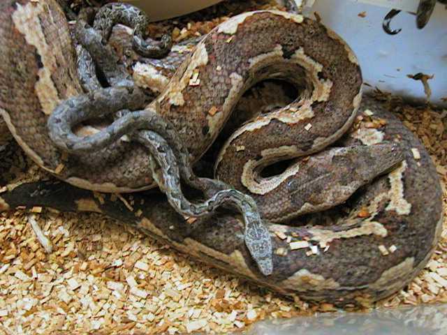 Candoia Mom and baby