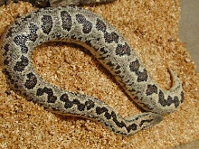 conicus gravid june22 03