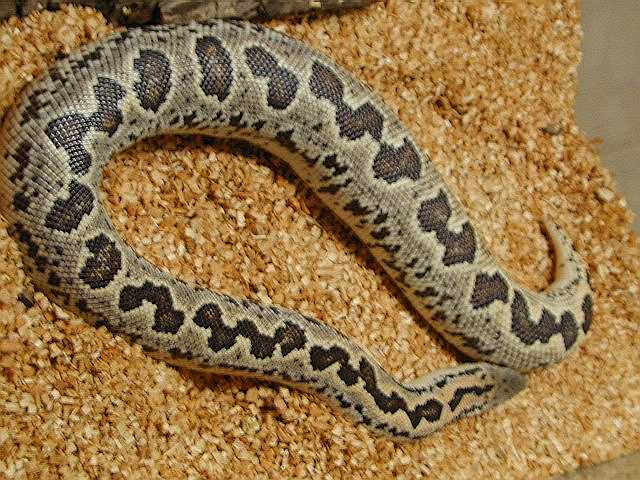 conicus gravid june22 03