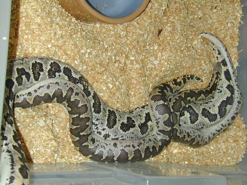 conicus mating