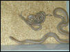 Mojave desert rosy with litter