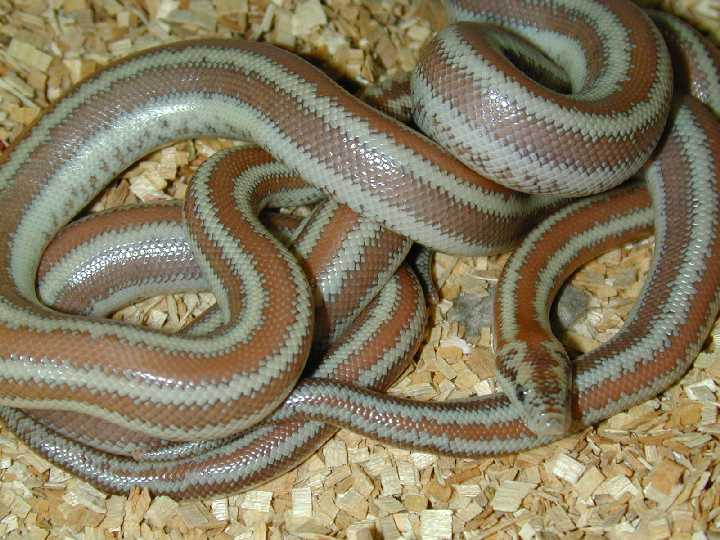 Desert Rosy