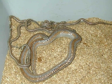 Desert Rosy litter sept 2/03