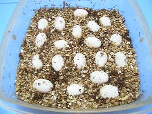 Hog Eggs, well calcified