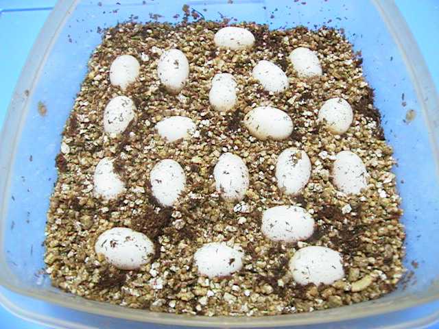 Hog Eggs, well calcified