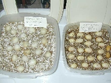 Hognose eggs 2 clutches same female