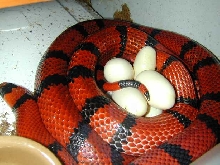 Tangerine laying July26.03