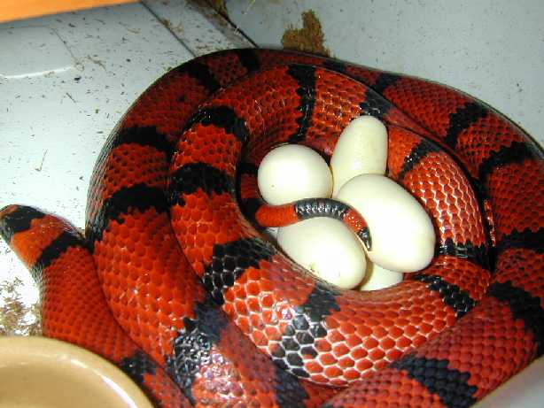 Tangerine laying July26.03