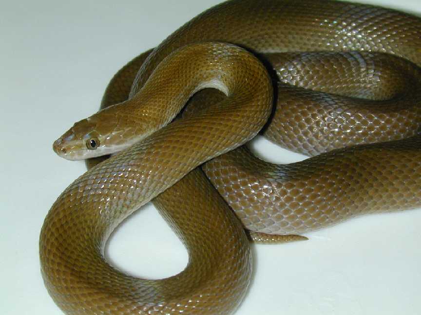 house snake