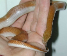 Cinnamon House Snake