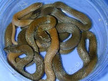 house snakes