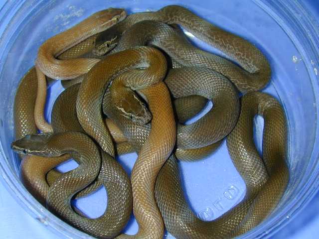 house snakes