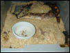 Big Momma Kenyan, having her 13th litter of 23 babies Sept13/02