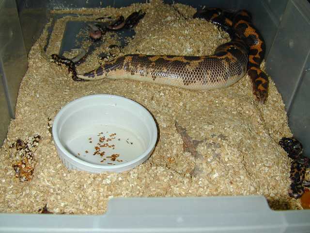 Big Momma Kenyan, having her 13th litter of 23 babies Sept13/02