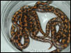 Kenyan litter 2/02