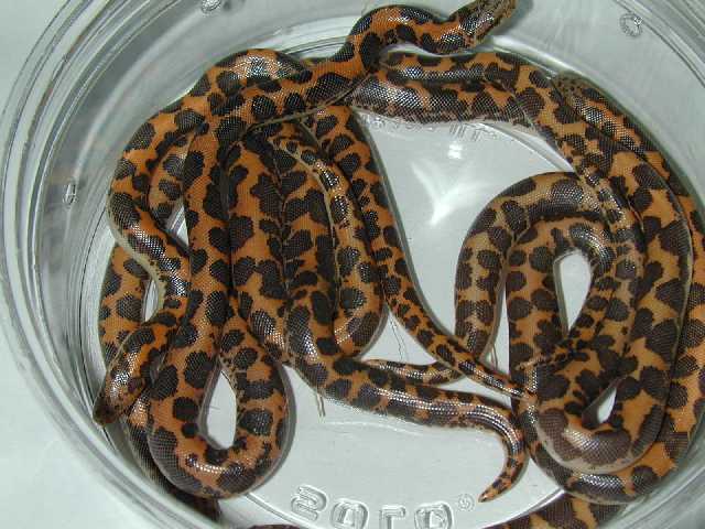 Kenyan litter 2/02