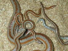 Little San Bernardino rosies (long Canyon)