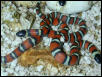 Hatching Mexican Milks/02