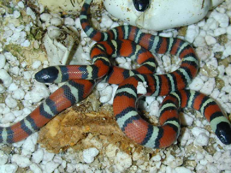 Hatching Mexican Milks/02
