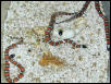 Mexican milks hatching