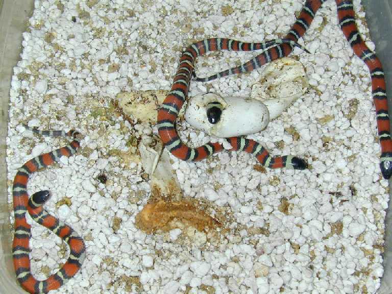 Mexican milks hatching