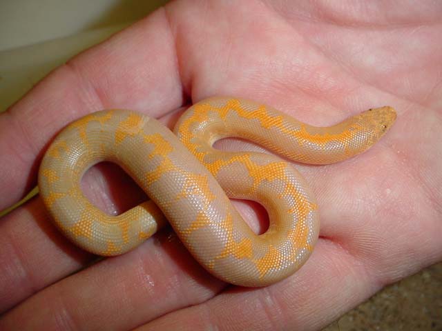 Albino Kenyan