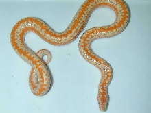 Albino Limburg Rosy
