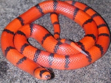 Hypomelanistic Honduran