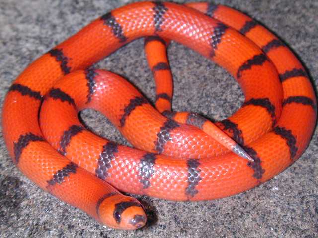Hypomelanistic Honduran