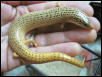 Ocellated skink-female
