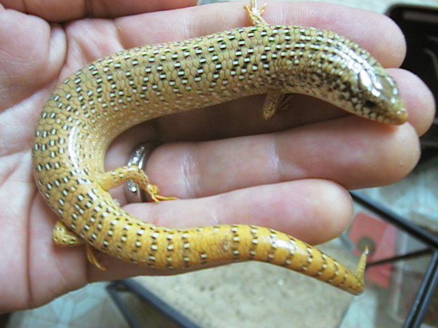 Ocellated skink-female