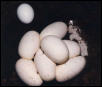 Regius vs chicken eggs
