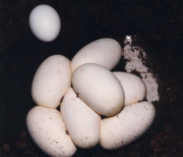 Regius vs chicken eggs